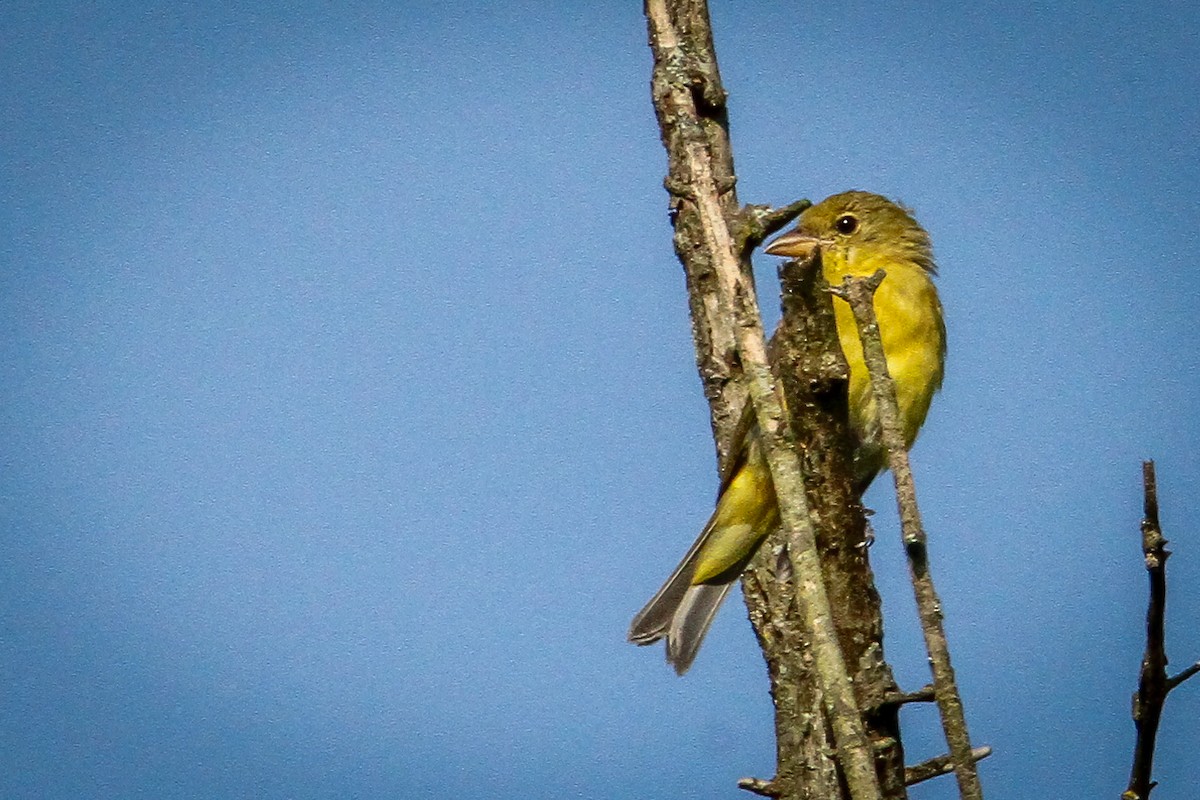 Scarlet Tanager - Denise Hargrove