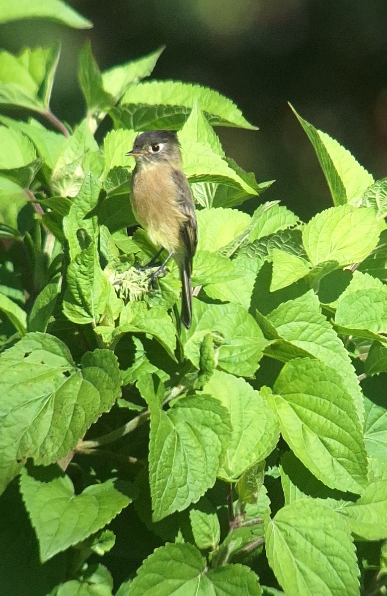 Black-capped Flycatcher - Eric Rodriguez