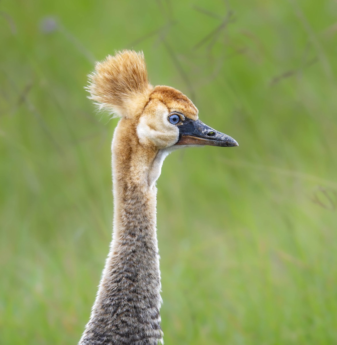 Gray Crowned-Crane - William Richards