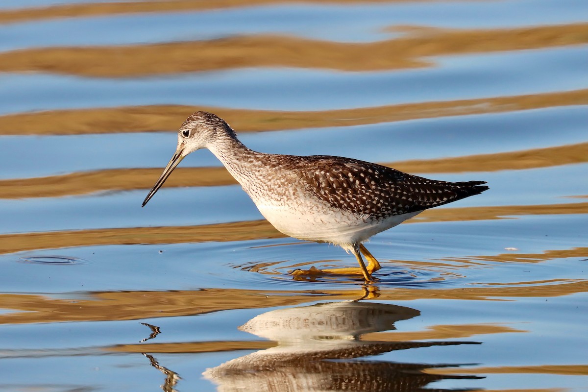 Greater Yellowlegs - ML622929044