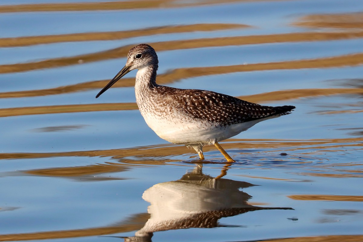 Greater Yellowlegs - ML622929045