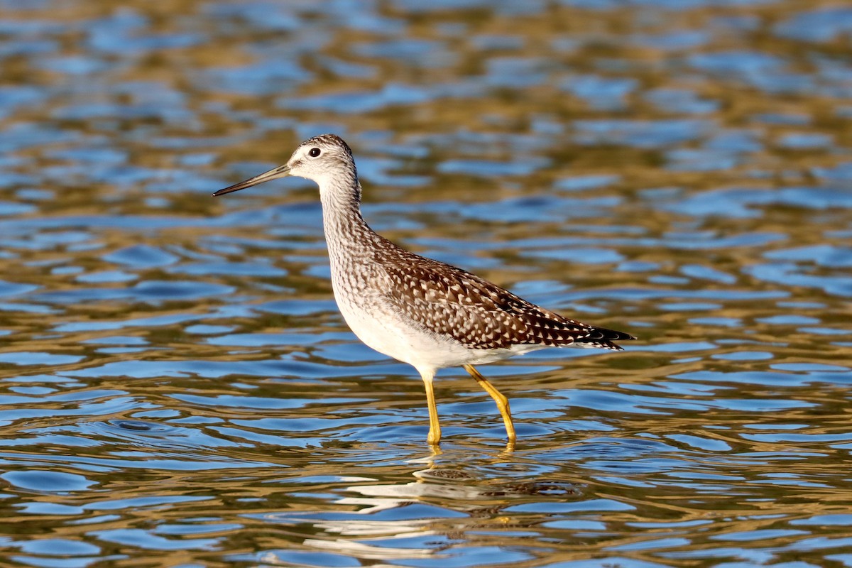 Greater Yellowlegs - ML622929048