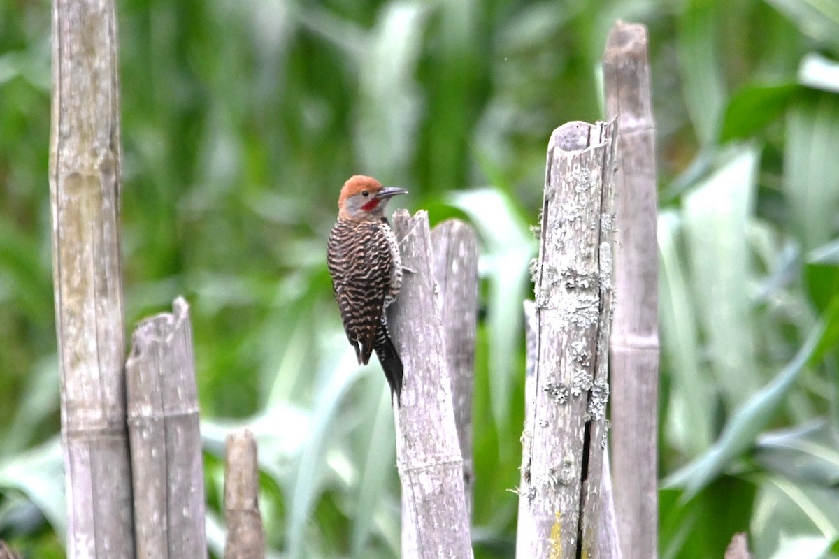 Guatemalan Flicker - ML622929054