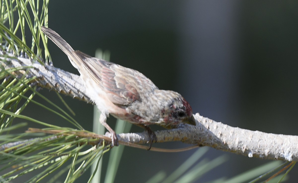 Purple Finch (Western) - ML622929105