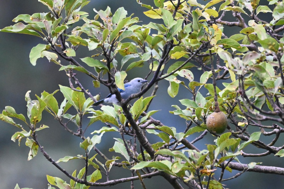 Blue-gray Tanager - ML622929114