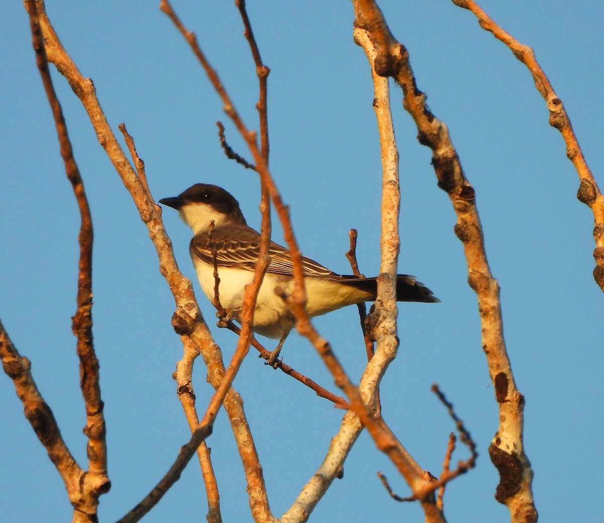 Eastern Kingbird - Jan Thom