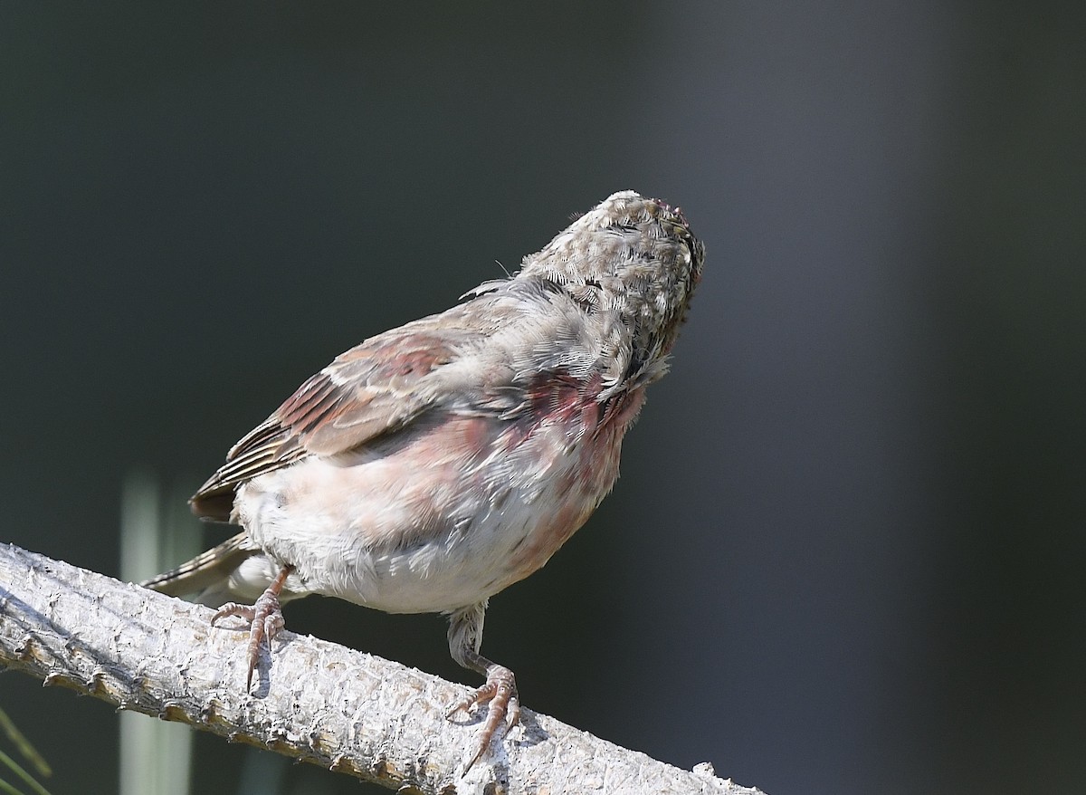 Purple Finch (Western) - ML622929131