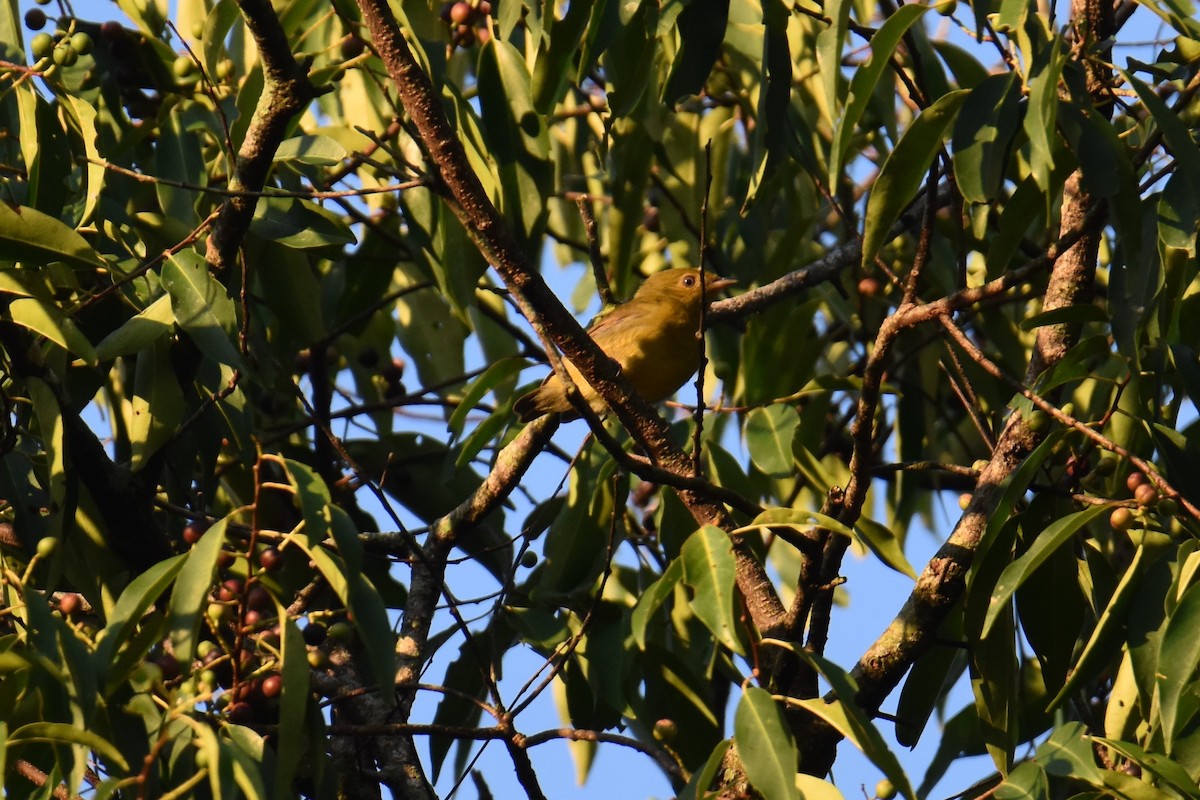Band-tailed Manakin - ML622929155