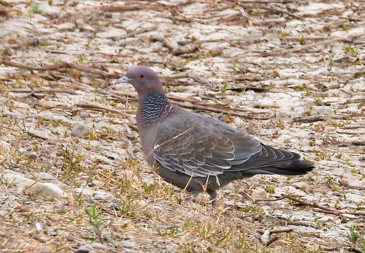 Picazuro Pigeon - ML622929157