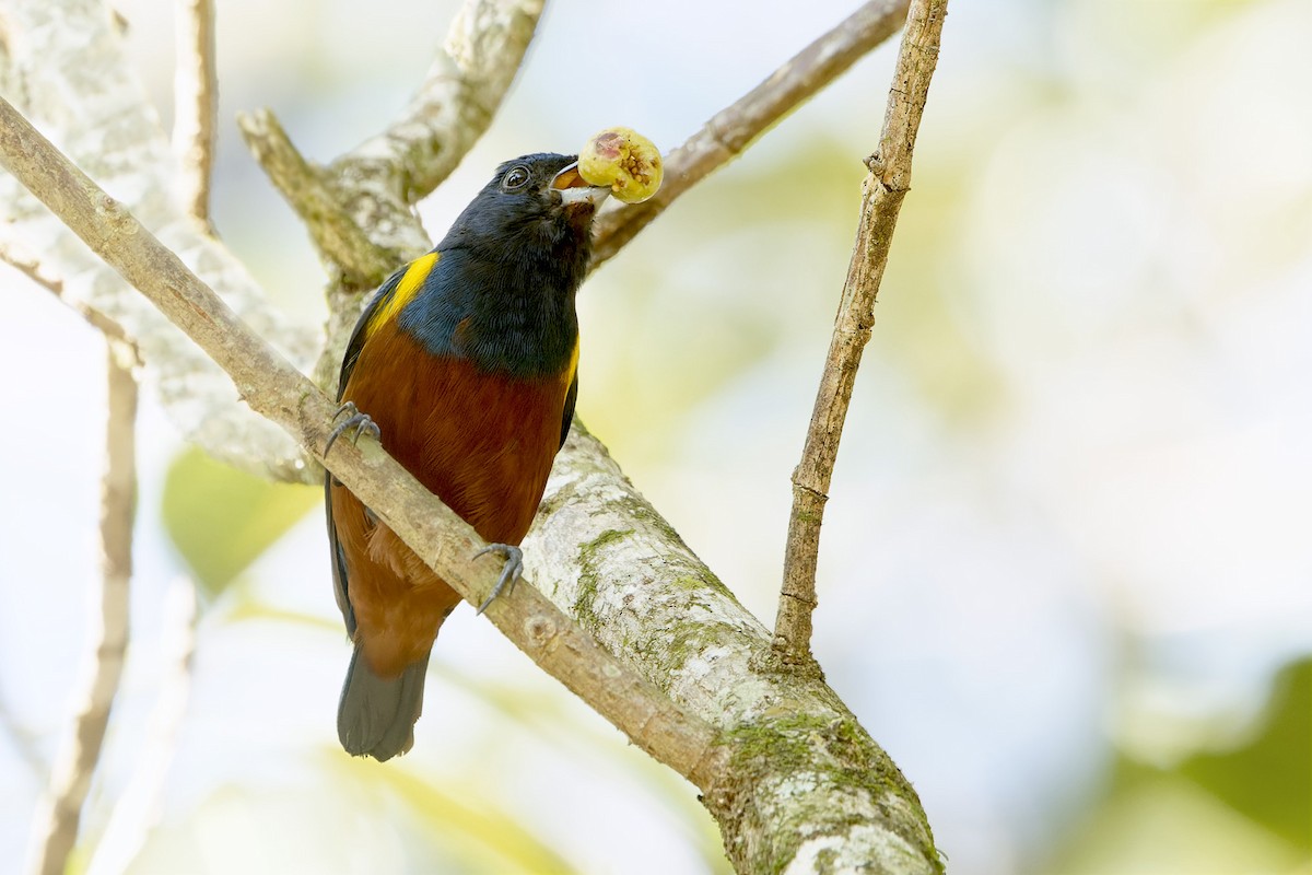 Chestnut-bellied Euphonia - ML622929179
