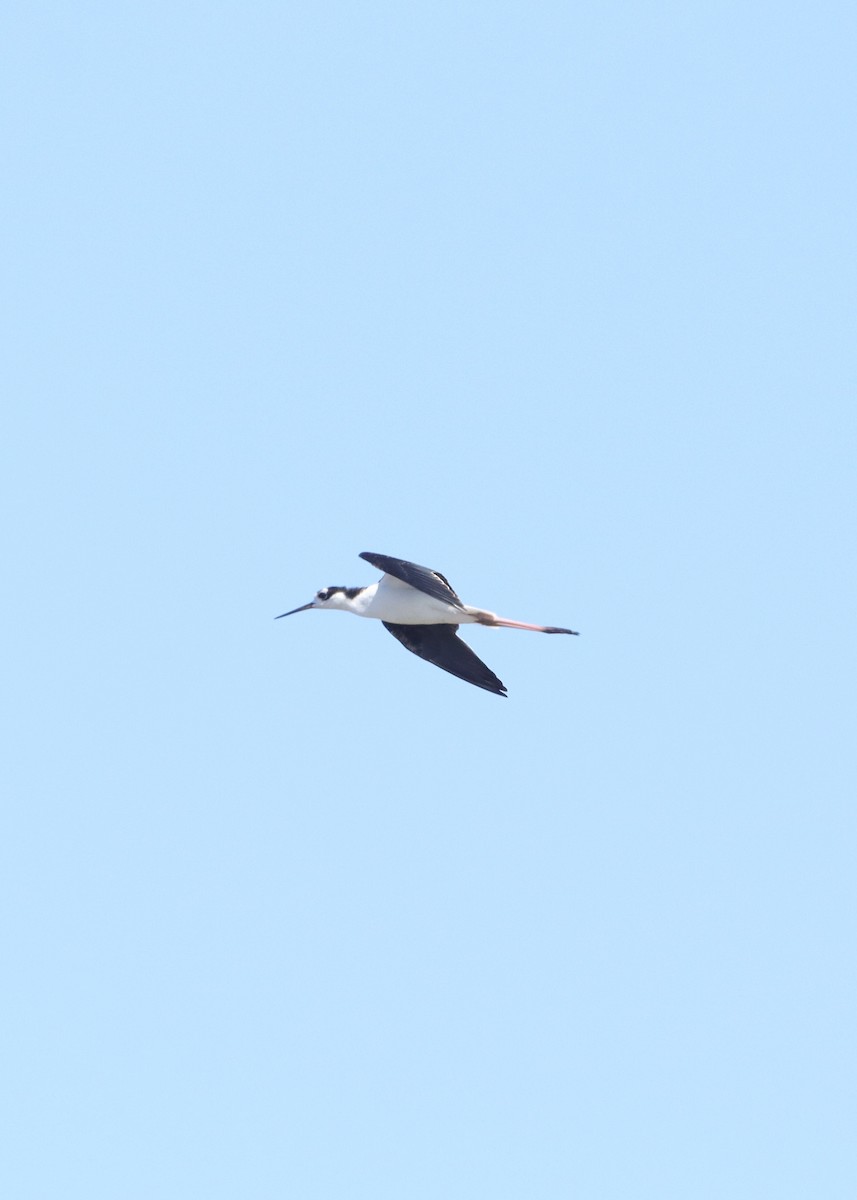 Black-necked Stilt - ML622929233