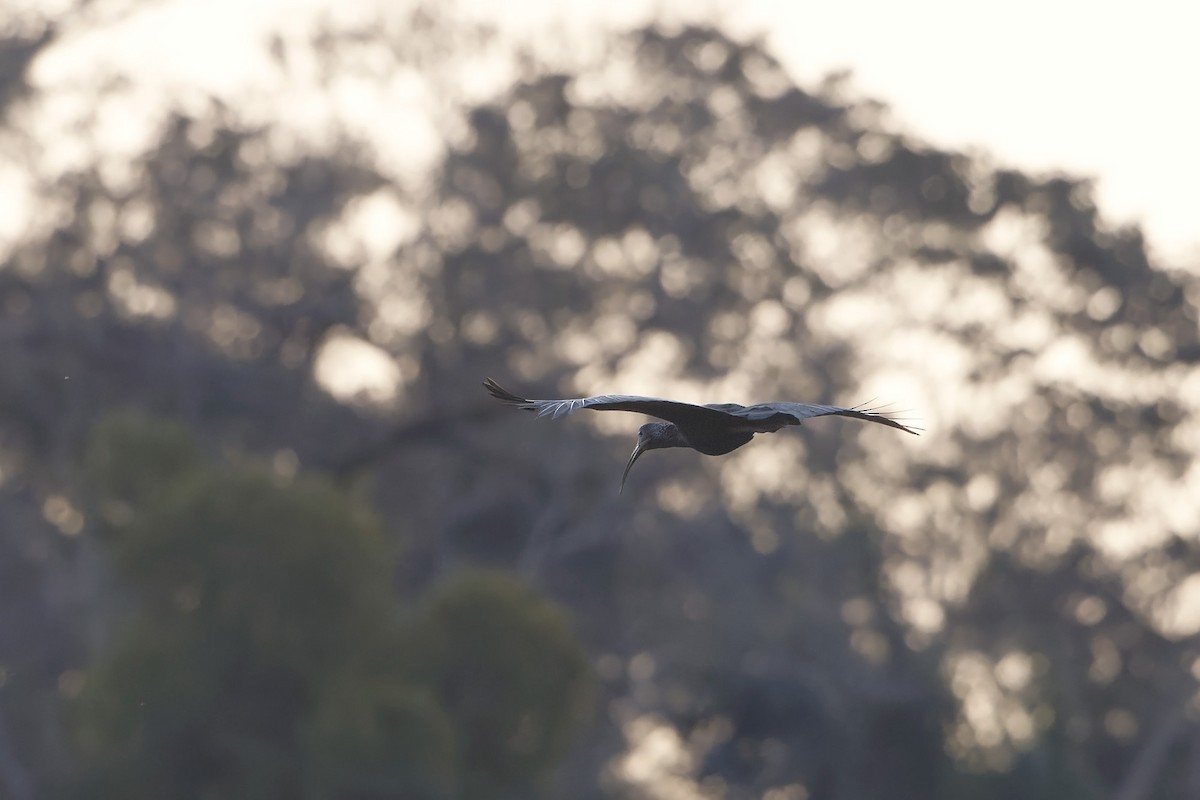 Green Ibis - ML622929253
