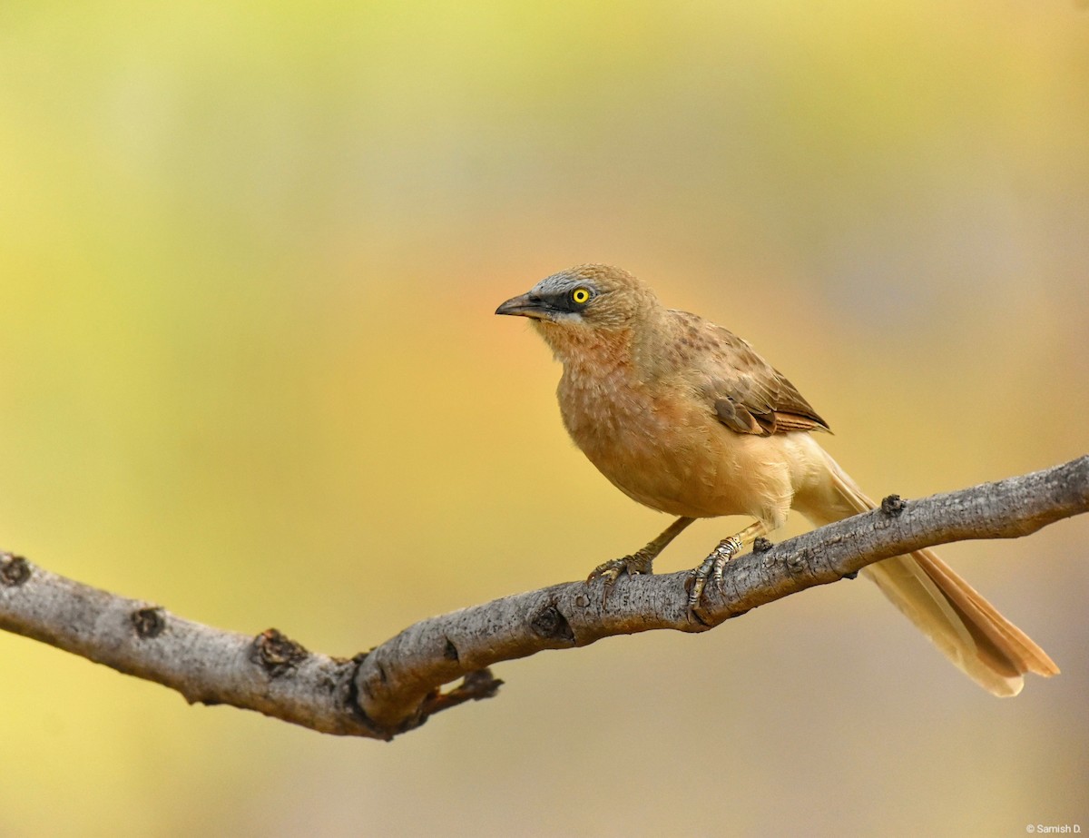 Large Gray Babbler - ML622929272