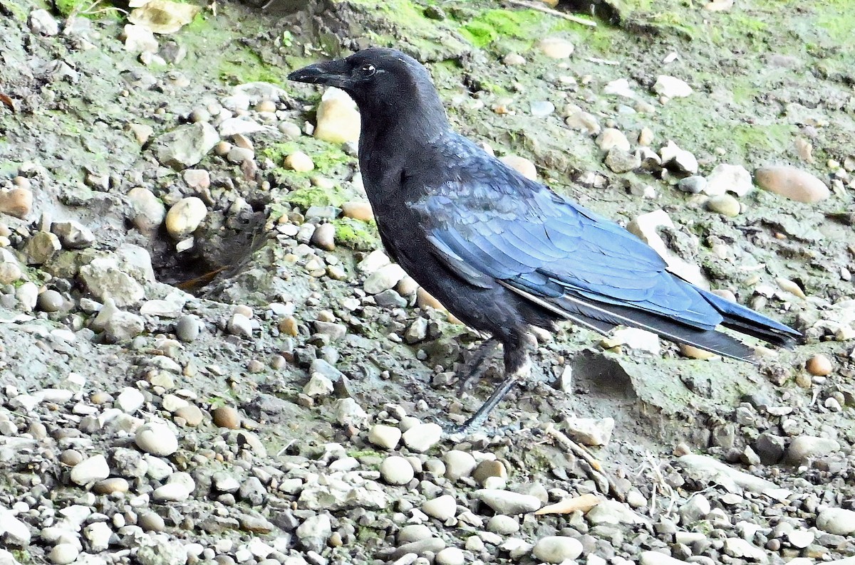 American Crow - Wayne Oakes