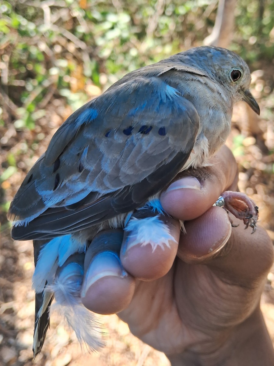 Plain-breasted Ground Dove - Valeria Torrado