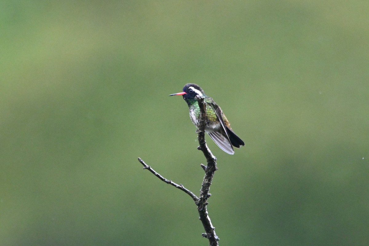 White-eared Hummingbird - ML622929292