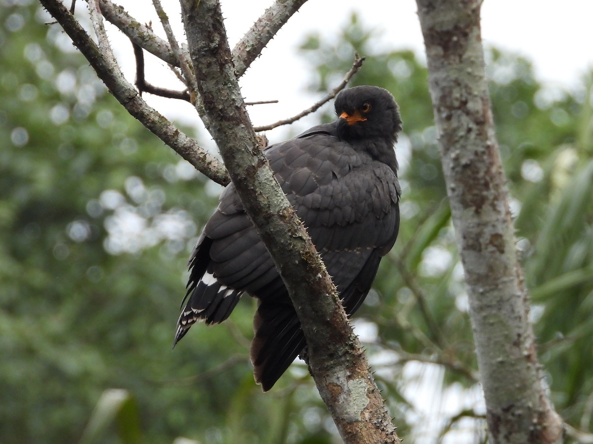 Slender-billed Kite - ML622929350