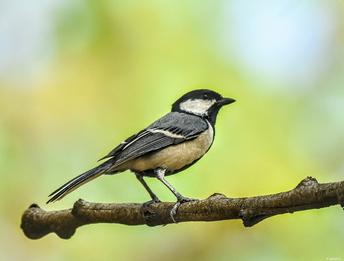 Cinereous Tit - ML622929374