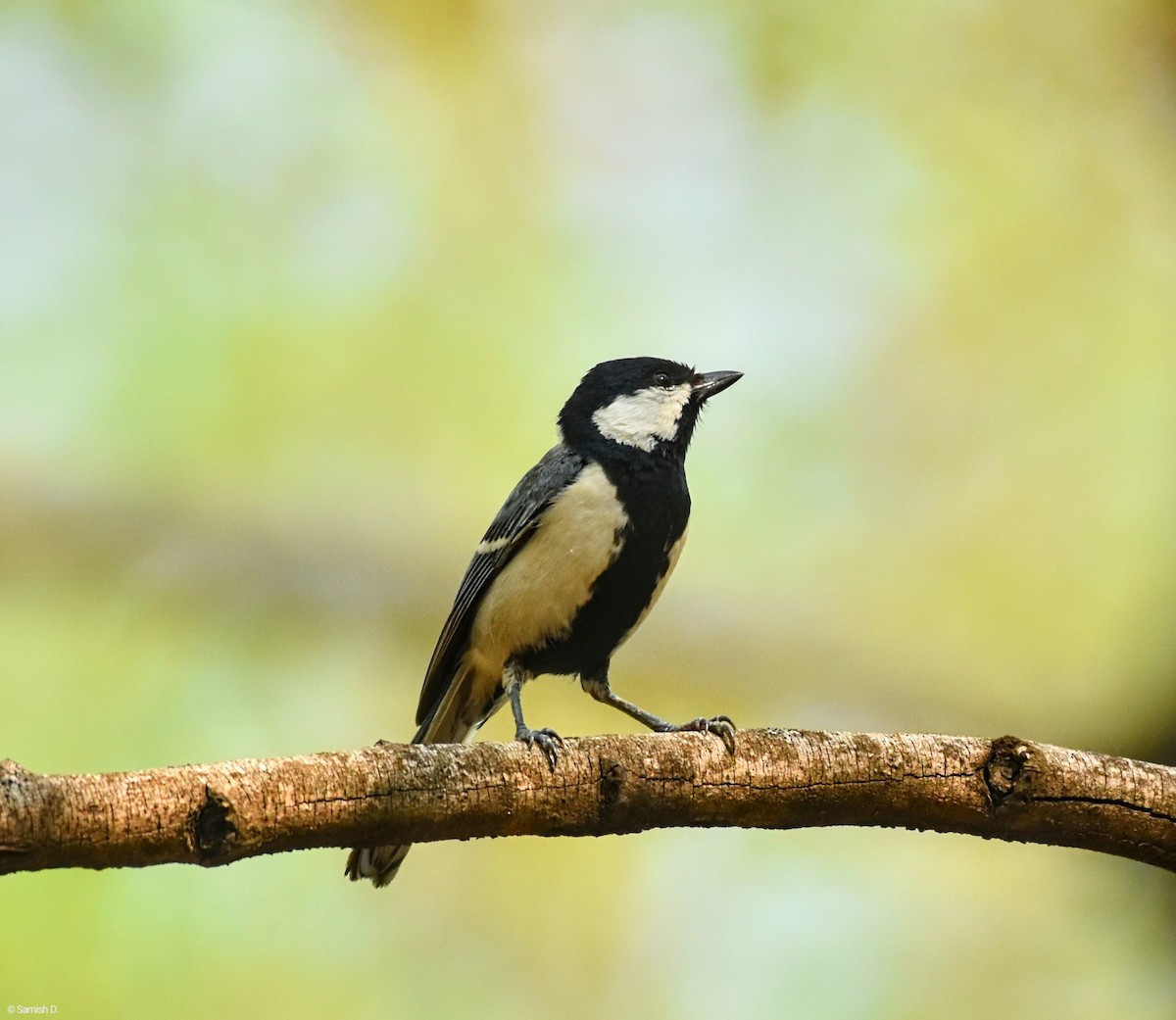 Cinereous Tit - ML622929375