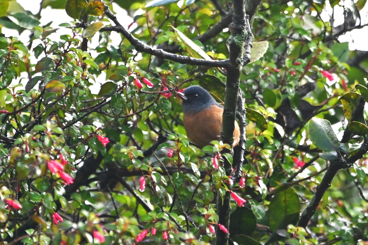 Cinnamon-bellied Flowerpiercer - ML622929411