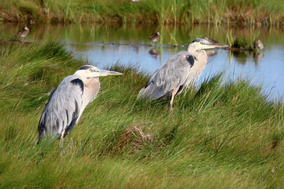 Great Blue Heron - ML622929417