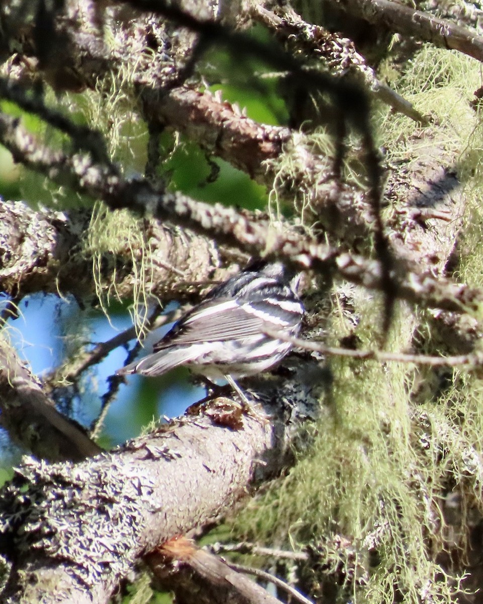 Black-and-white Warbler - ML622929434