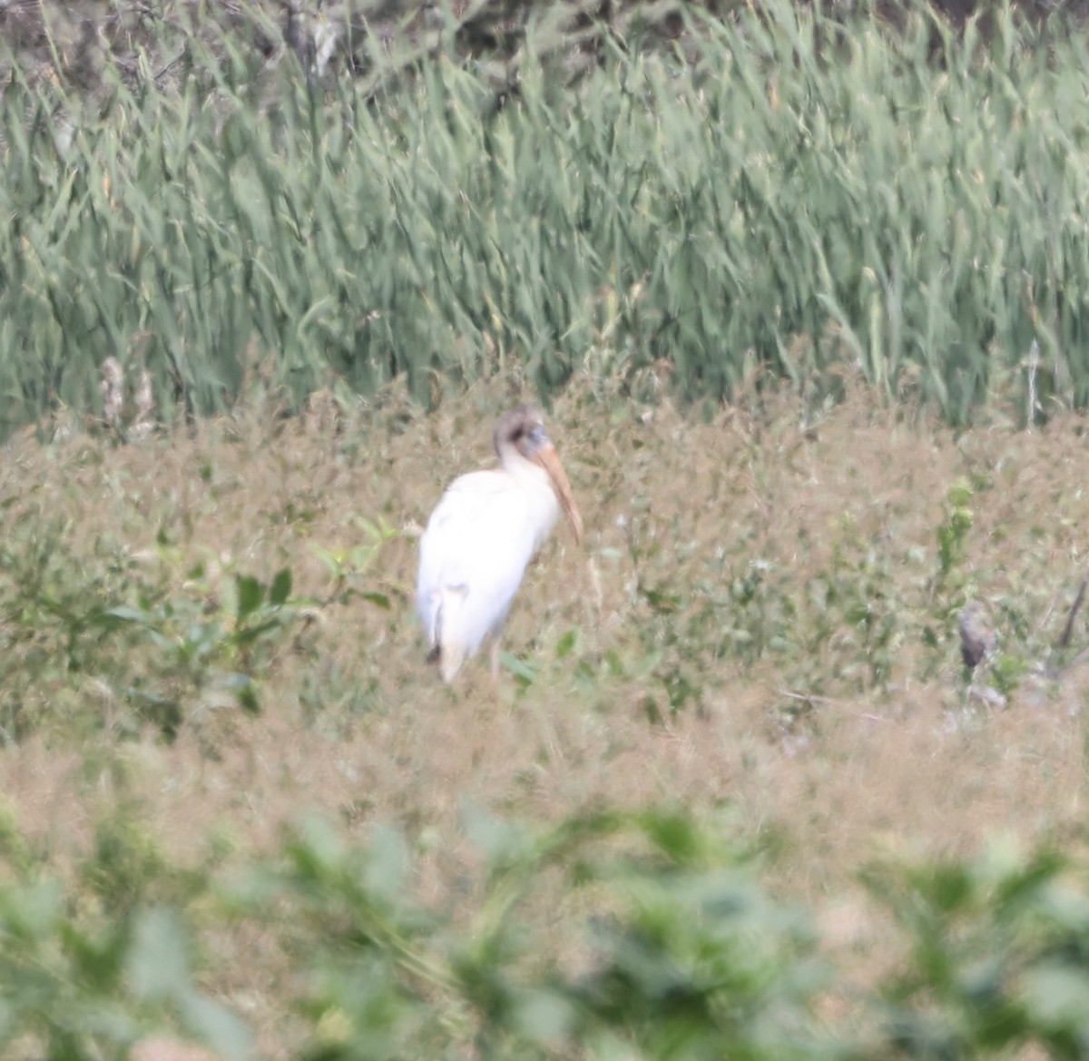 Wood Stork - ML622929445