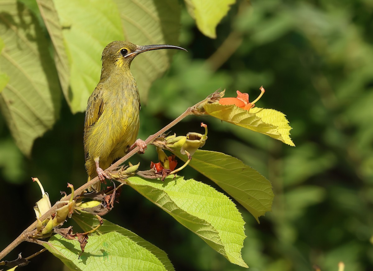 Yellow-eared Spiderhunter - ML622929466