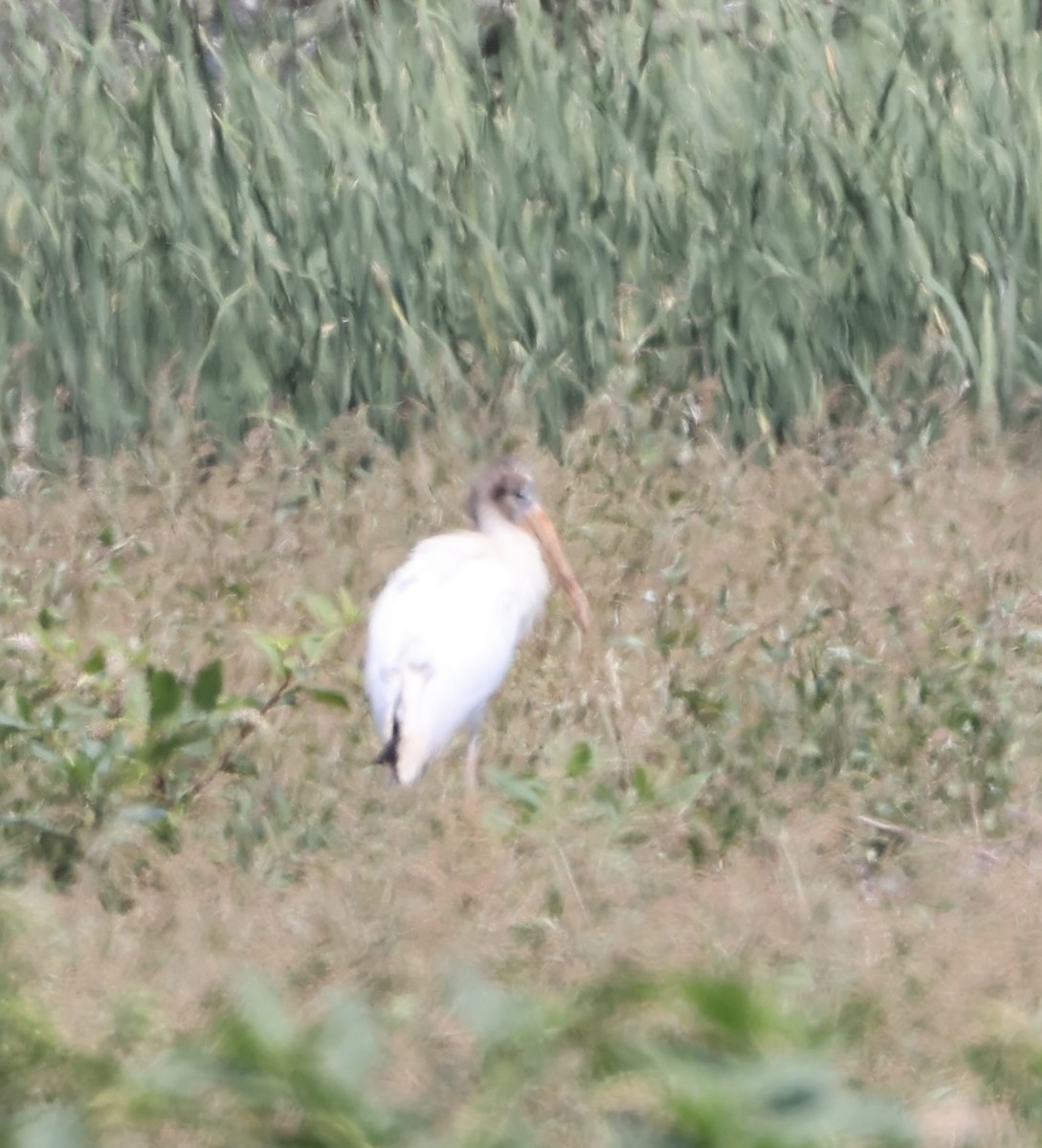 Wood Stork - ML622929467