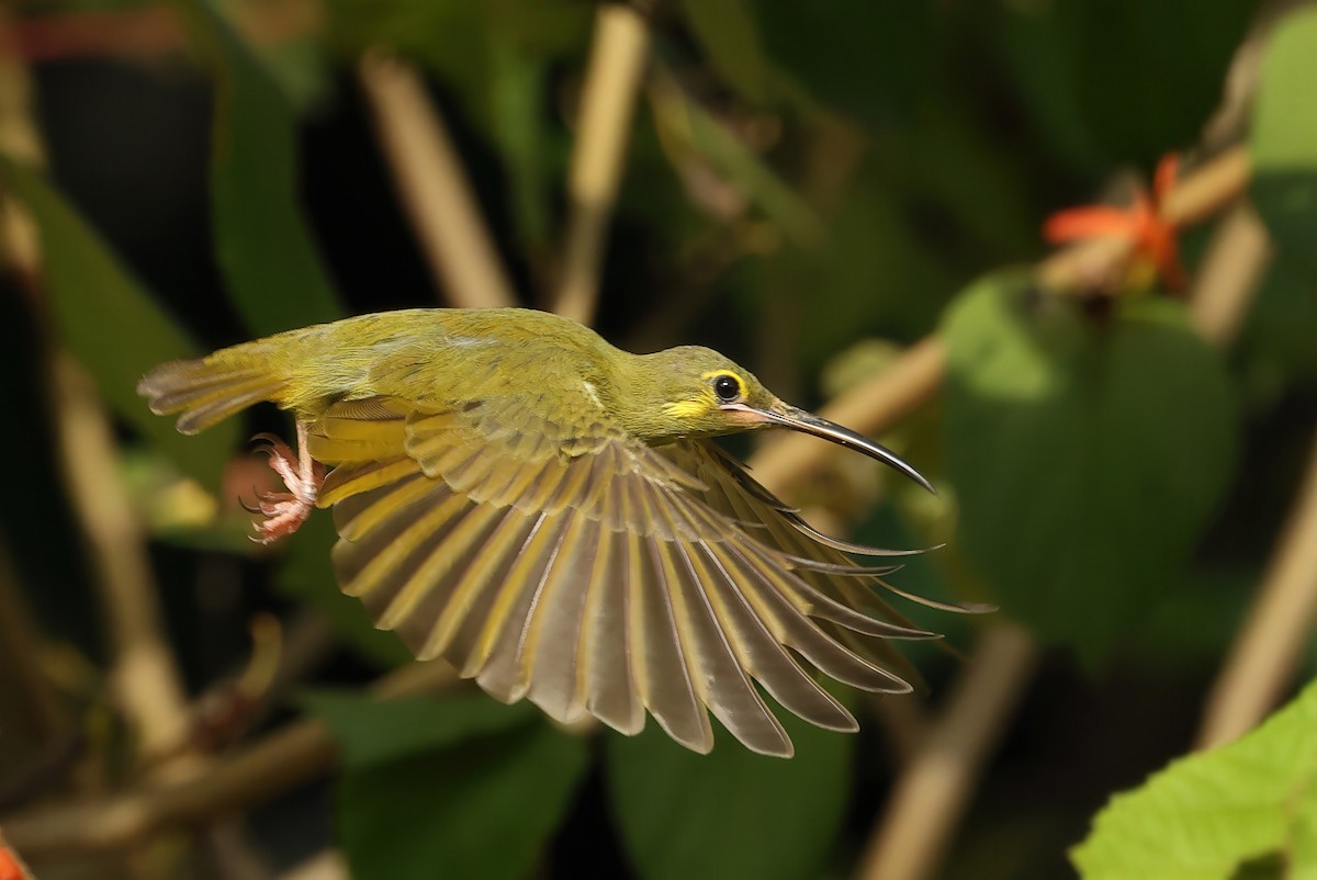 Yellow-eared Spiderhunter - ML622929468