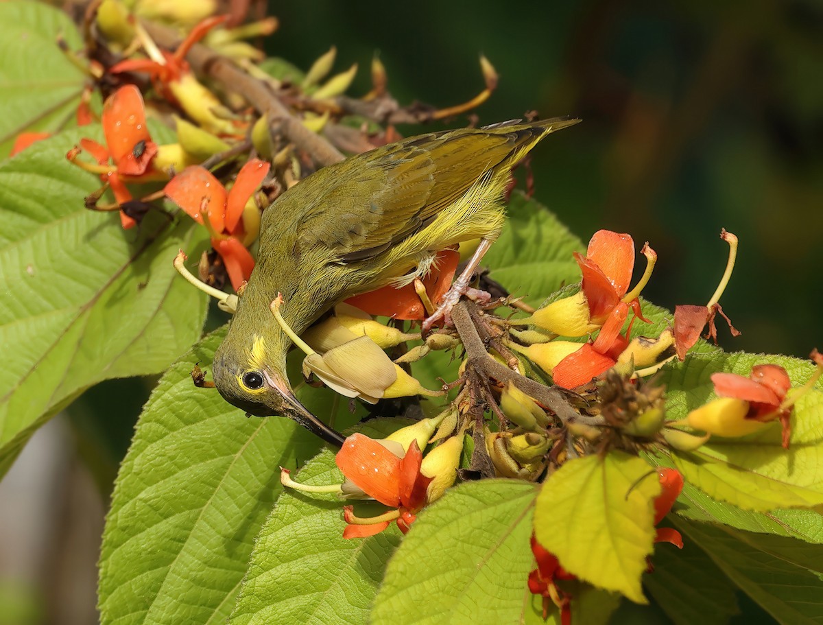 Yellow-eared Spiderhunter - ML622929469