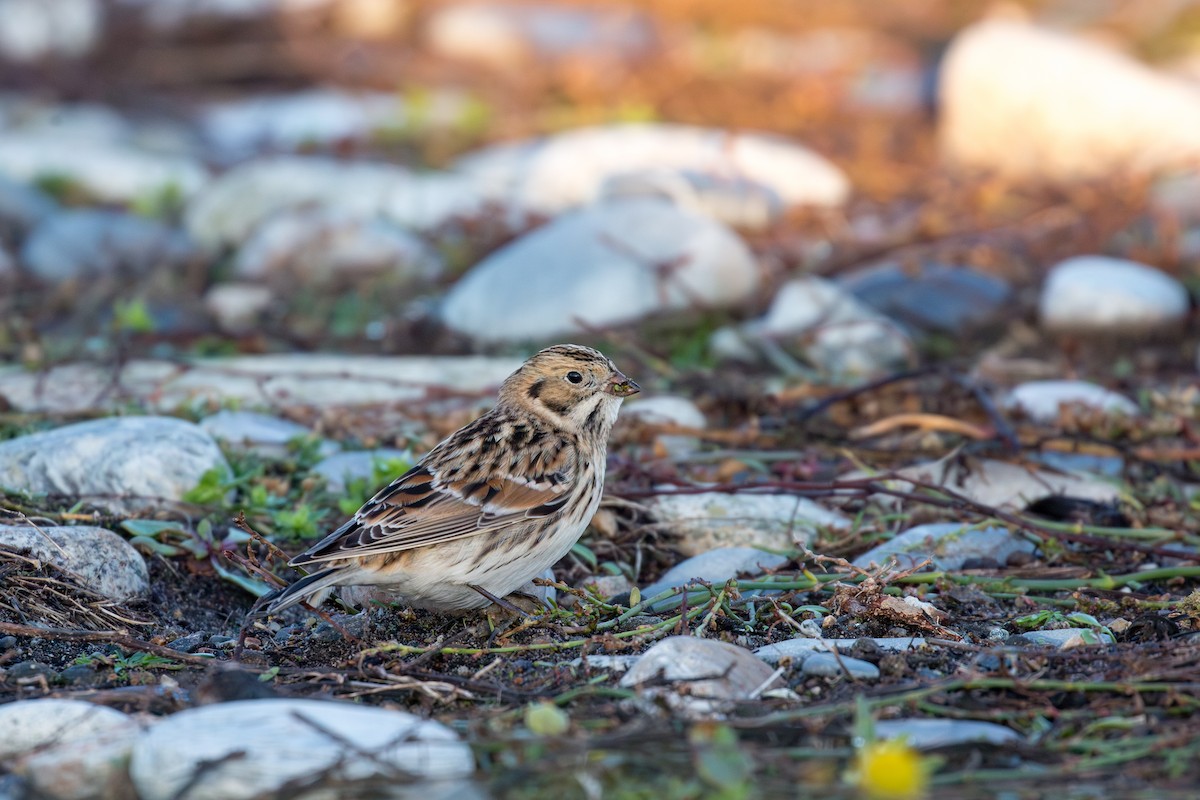 Lapland Longspur - Grégoire Duffez