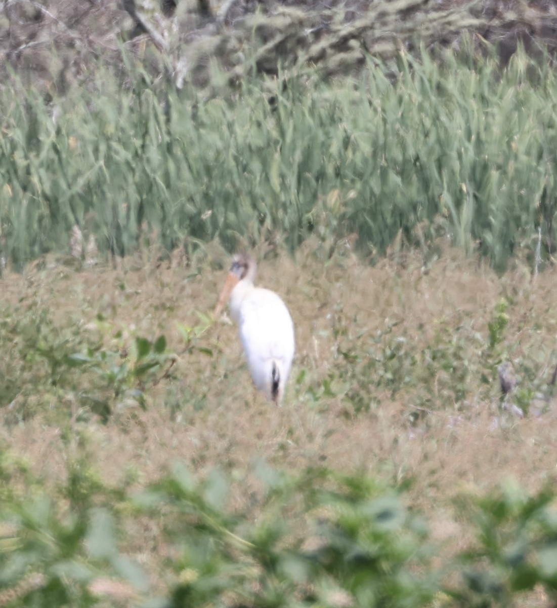 Wood Stork - ML622929483