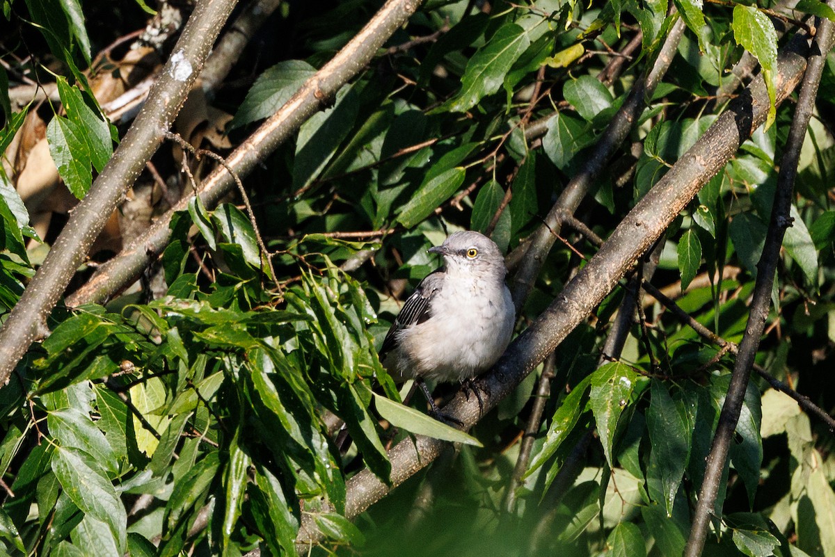 Northern Mockingbird - ML622929491