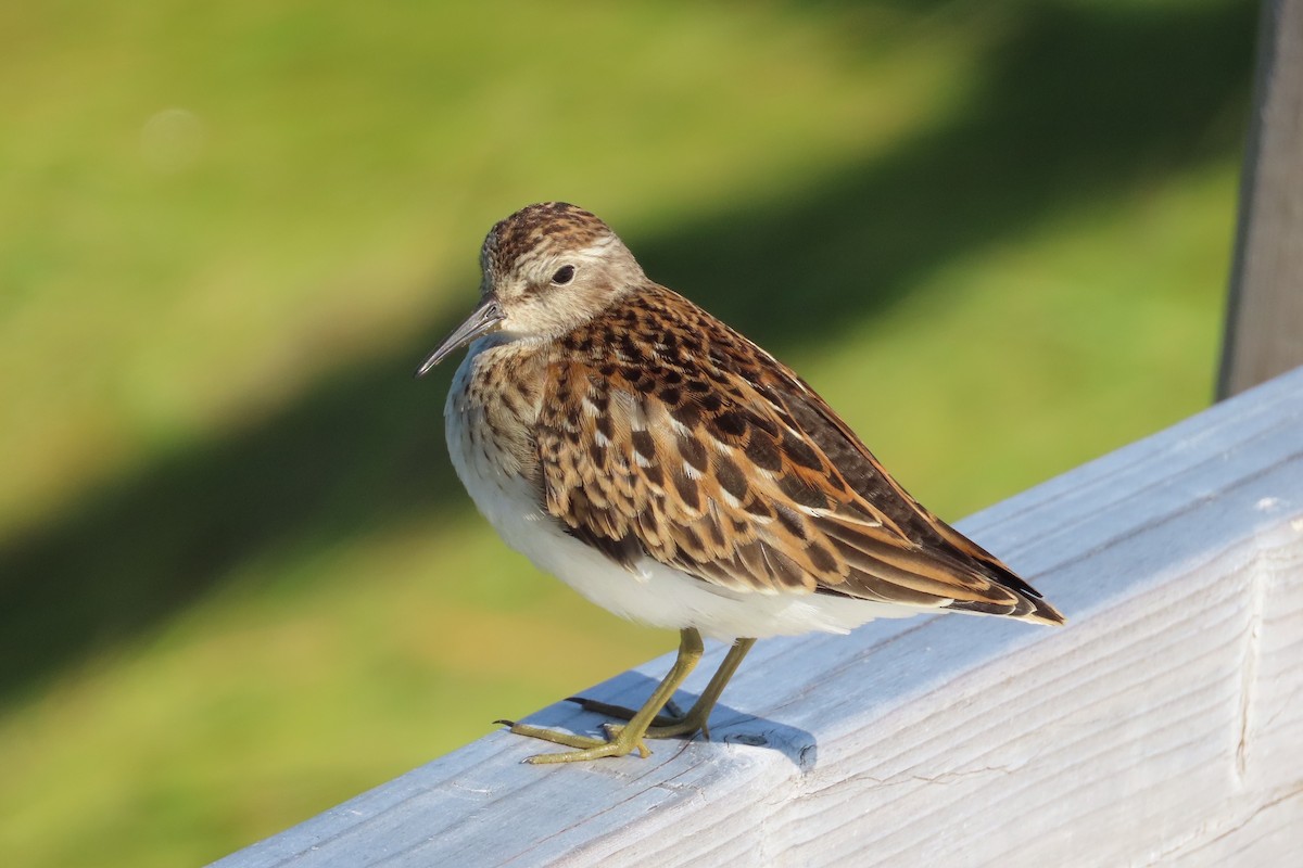 Least Sandpiper - ML622929492