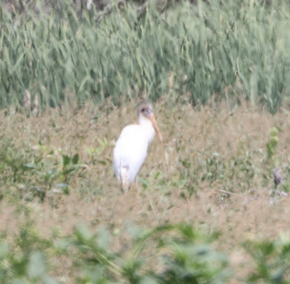 Wood Stork - ML622929503