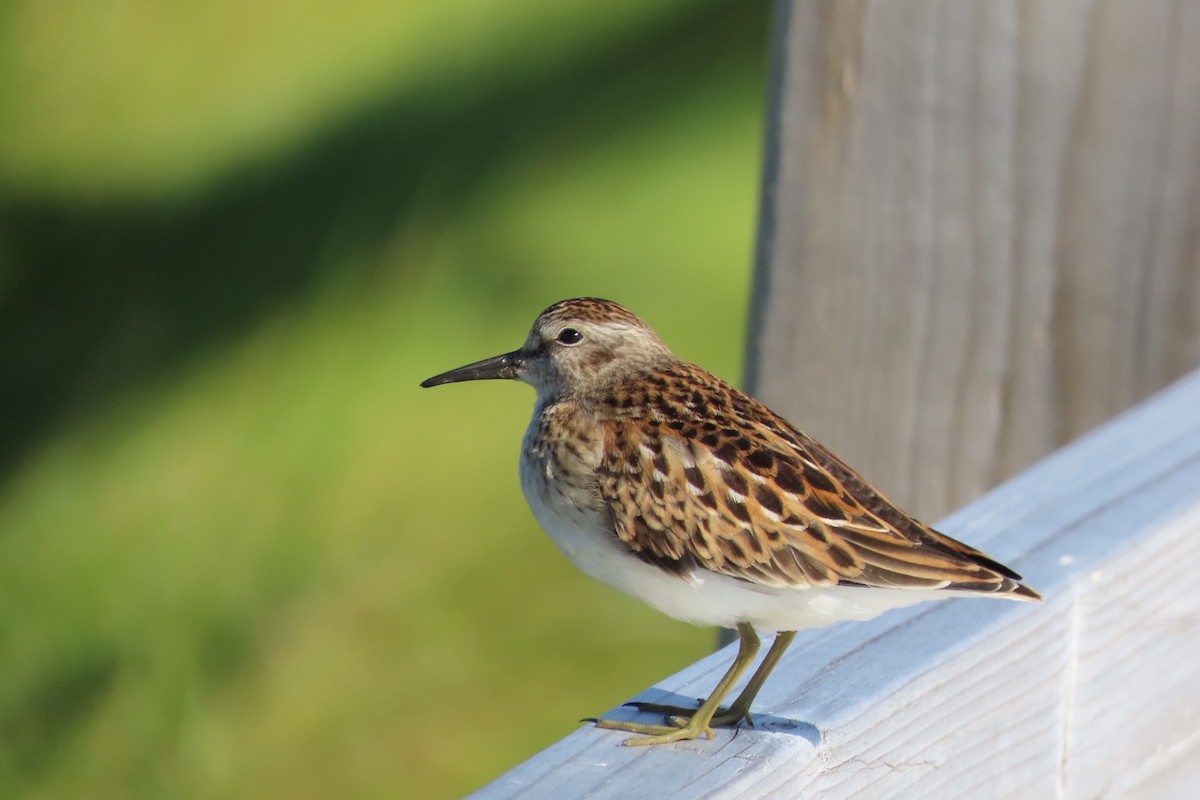 Least Sandpiper - Guy Poisson