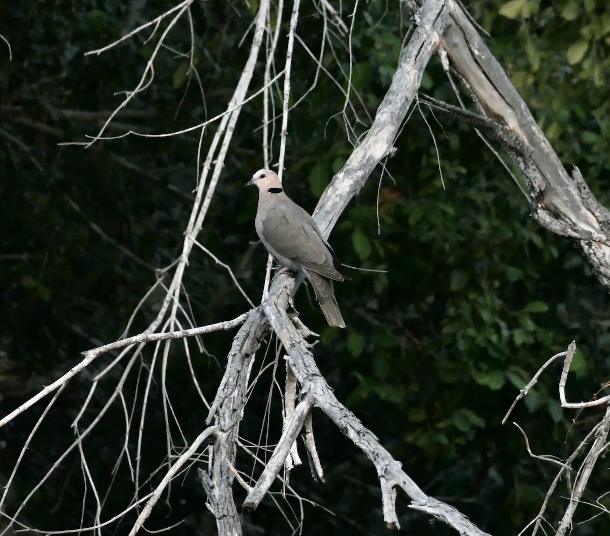 Red-eyed Dove - ML622929554