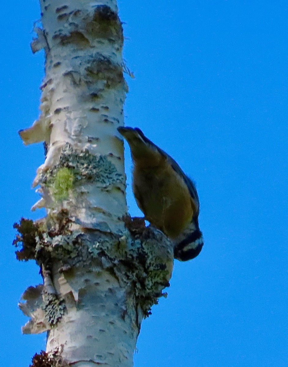 Red-breasted Nuthatch - ML622929557