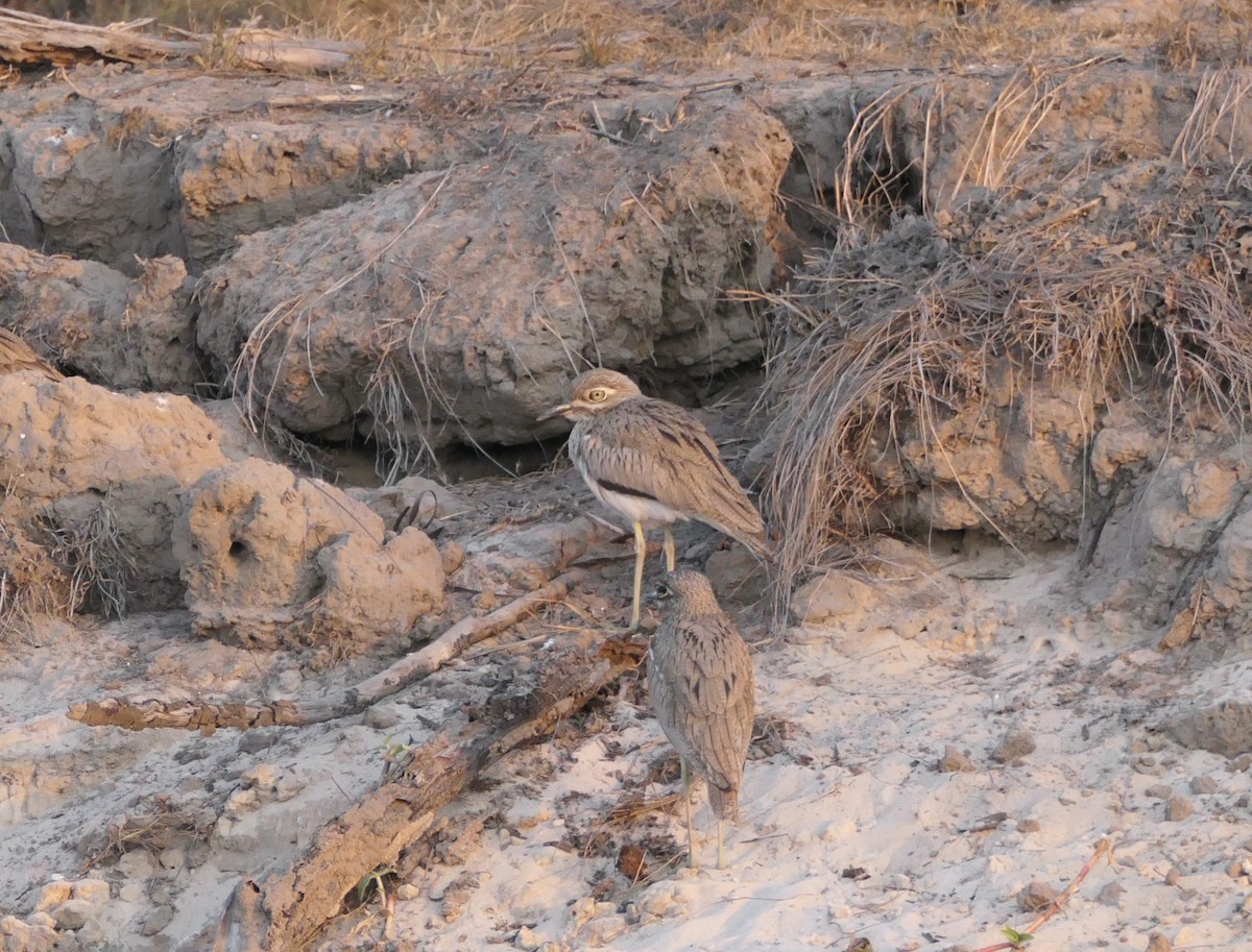 Water Thick-knee - ML622929569