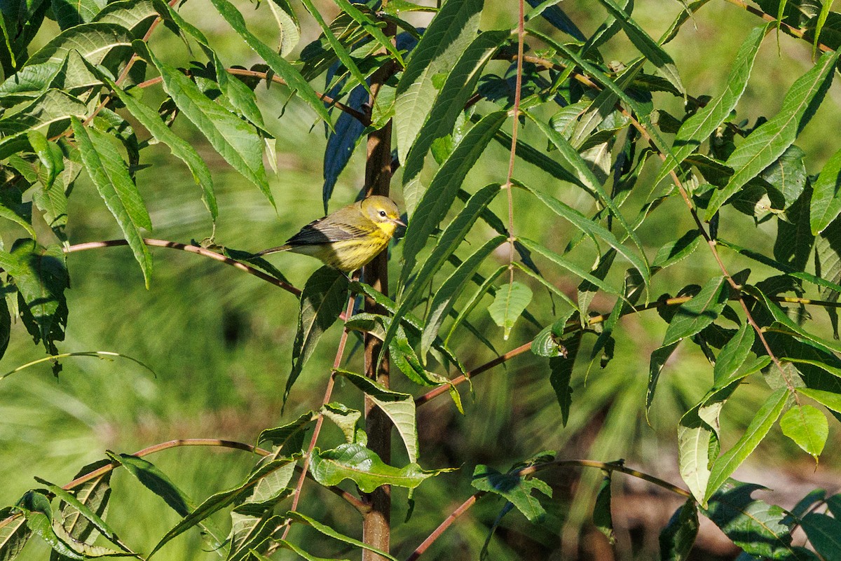 Prairie Warbler - ML622929583