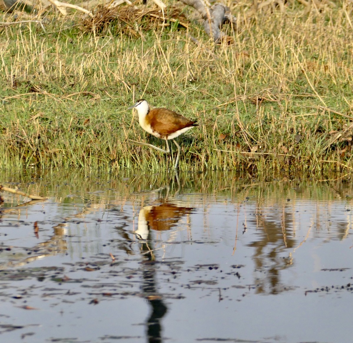 African Jacana - ML622929584