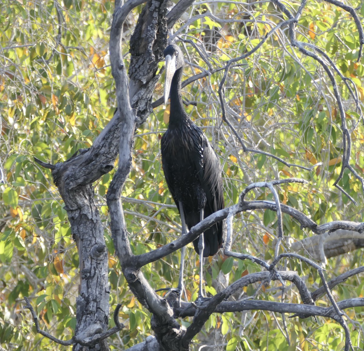 African Openbill - Peter Ward