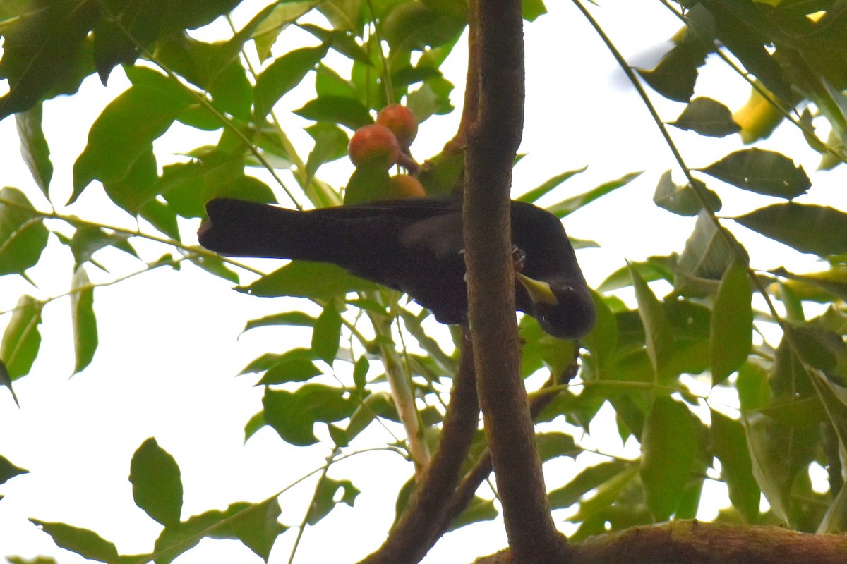 Red-rumped Cacique - ML622929604