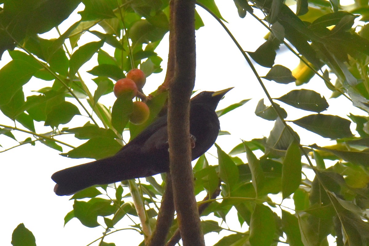 Red-rumped Cacique - ML622929605