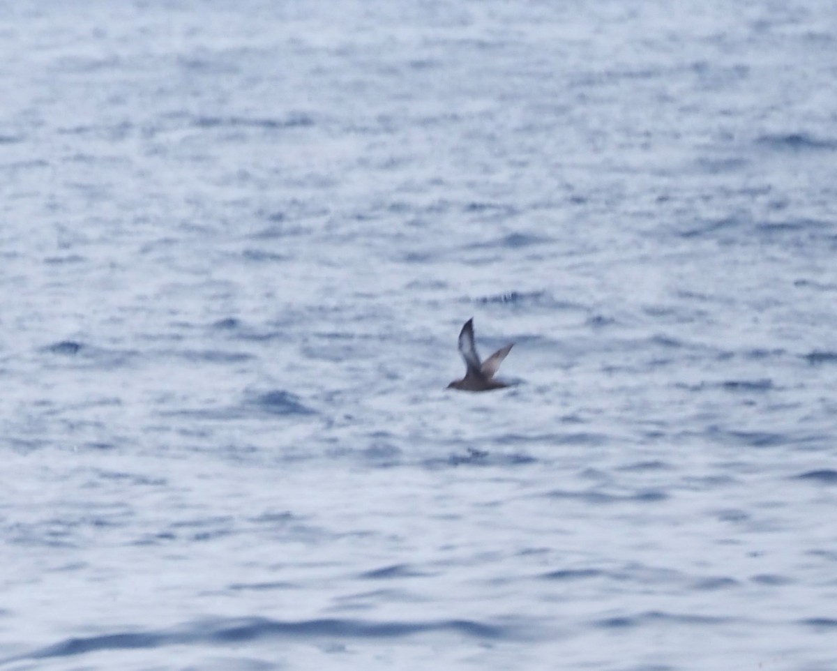 Sooty Shearwater - ML622929608