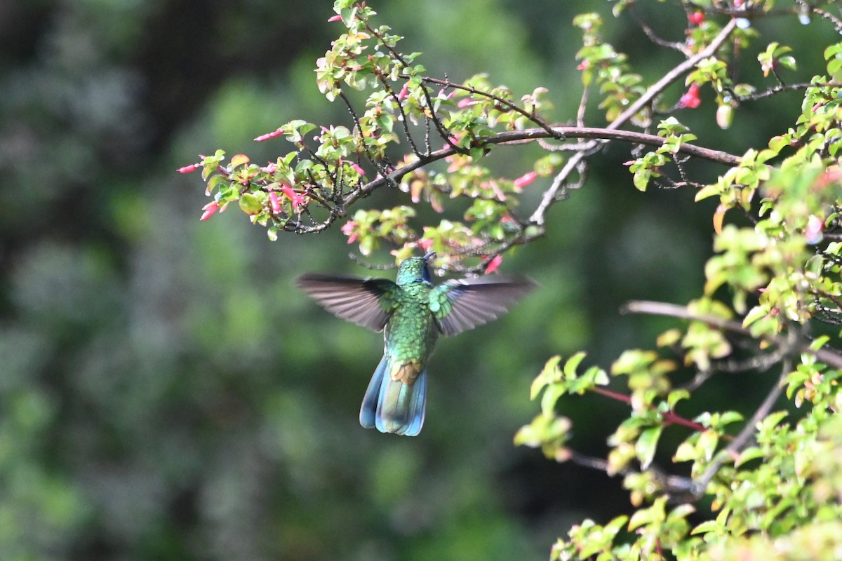 Mexican Violetear - ML622929621