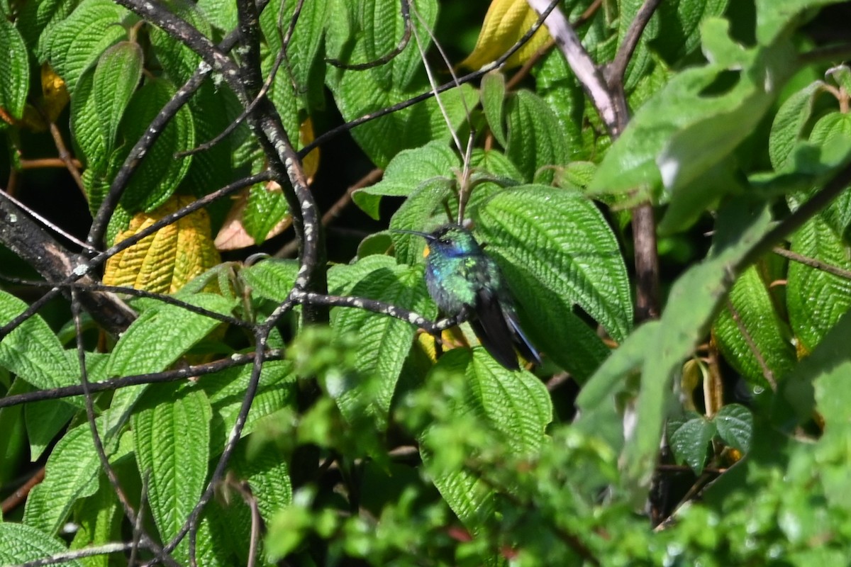 Mexican Violetear - ML622929622