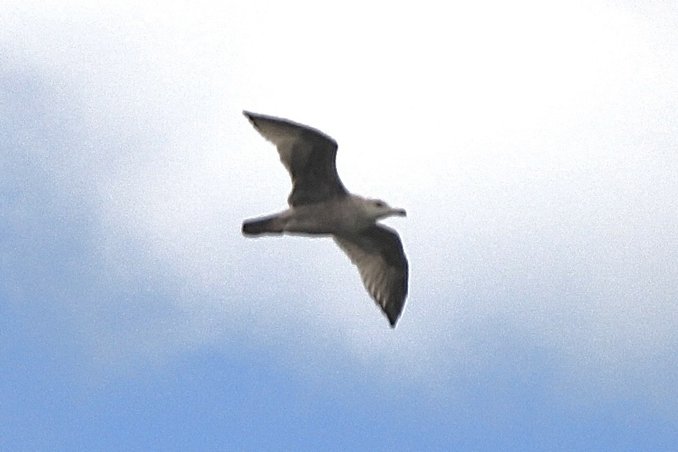 Ring-billed Gull - Liz Basler