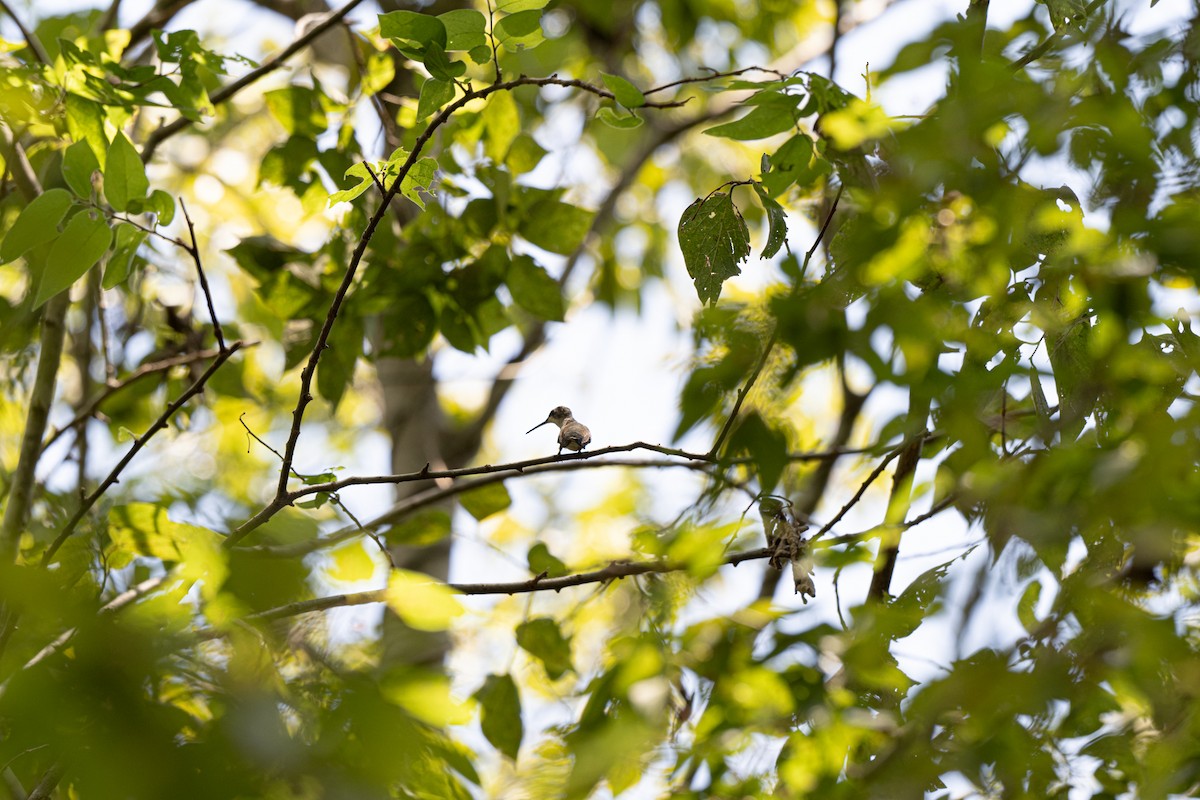 Ruby-throated Hummingbird - Doug Fishman